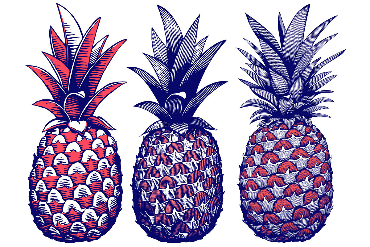 American Pineapple in Illustrations - product preview 8