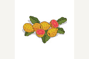 Isolated clipart Guava