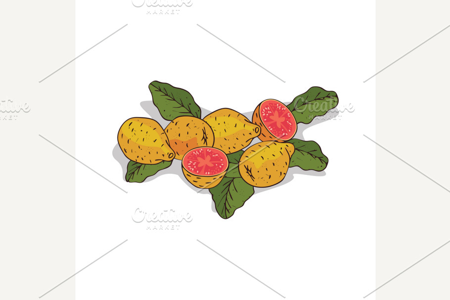 Isolated clipart Guava in Illustrations - product preview 8