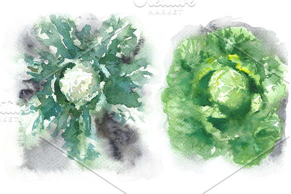 Natural Product Watercolor  in Illustrations - product preview 3