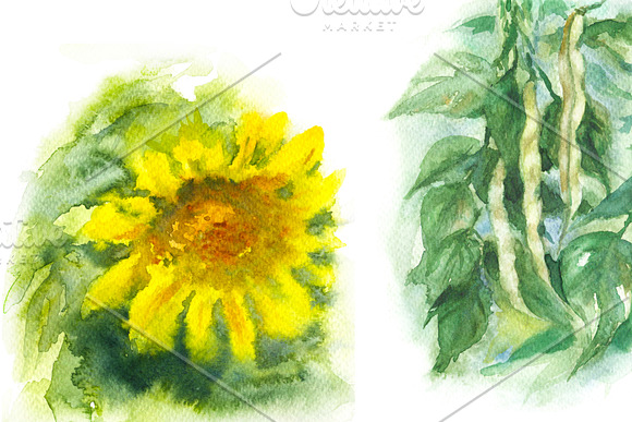 Natural Product Watercolor  in Illustrations - product preview 4