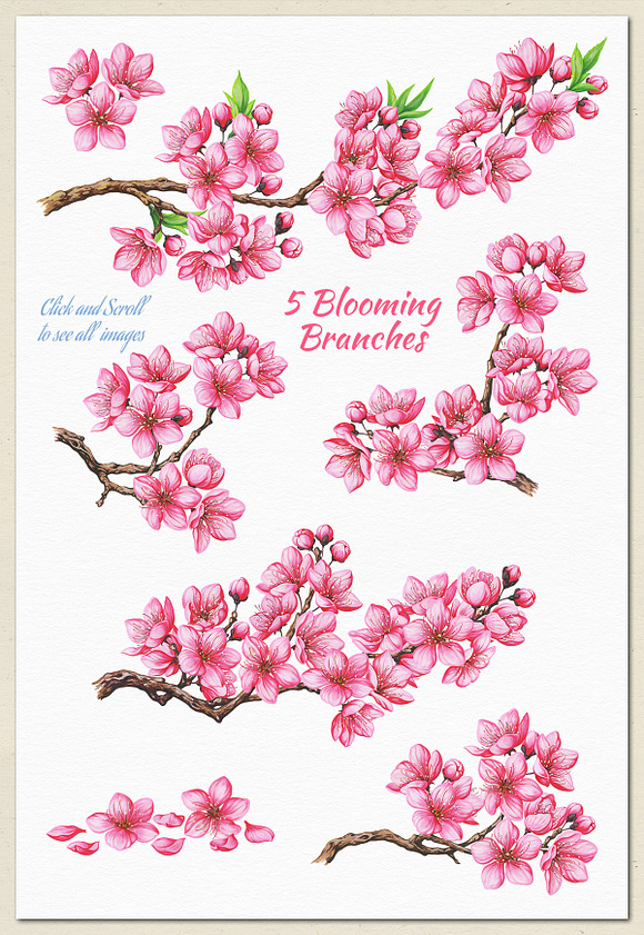 Cherry Blossom. Hand Painted Set in Illustrations - product preview 2