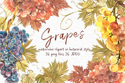 Grapes in botanical style