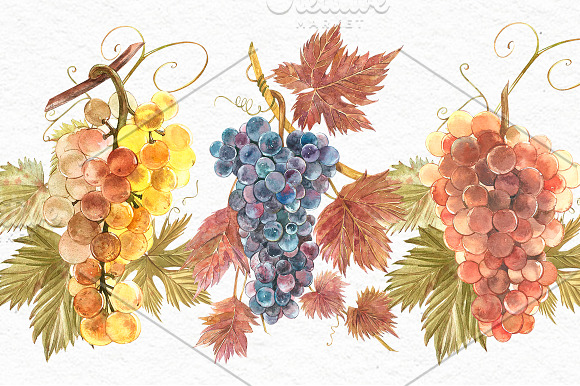 Grapes in botanical style in Illustrations - product preview 1
