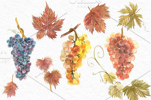 Grapes in botanical style in Illustrations - product preview 3
