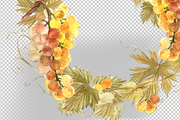 Grapes in botanical style in Illustrations - product preview 5
