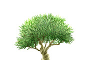 Single olive tree picture print