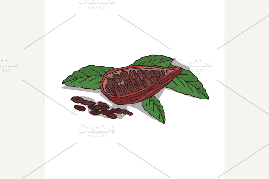 Isolated clipart Cocoa in Illustrations - product preview 8