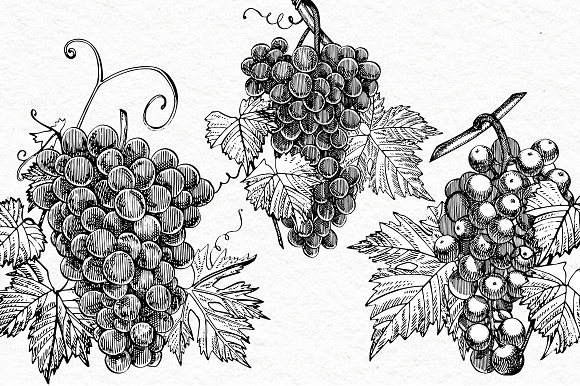Wine and grapes set illustrations in Illustrations - product preview 3