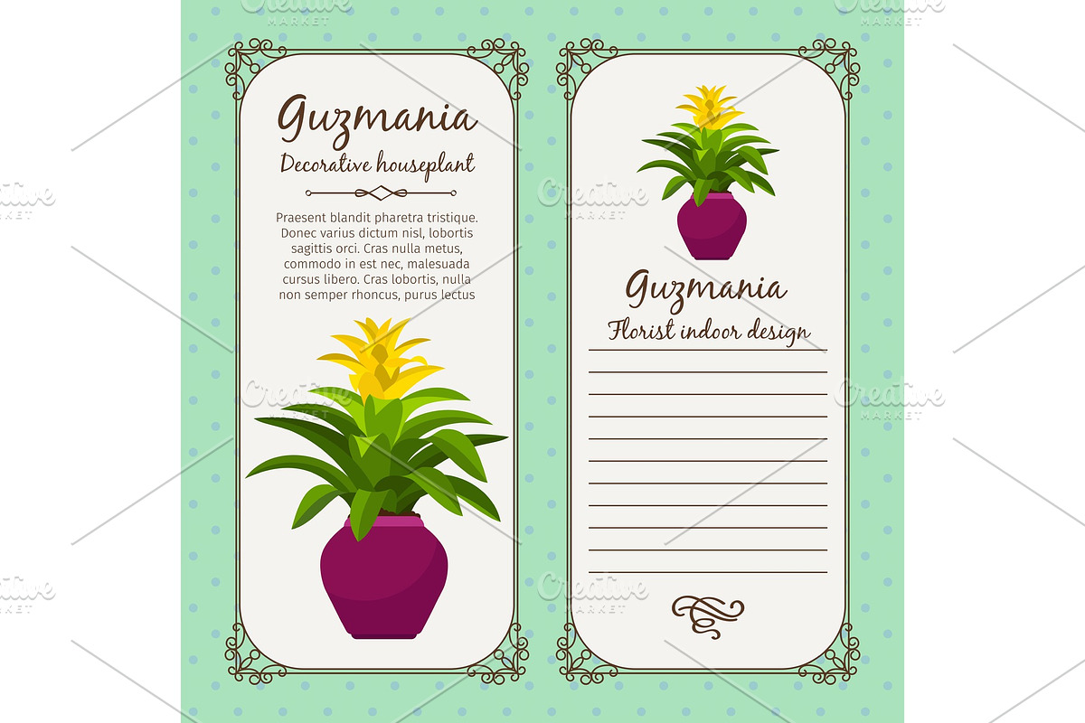 Vintage label with guzmania plant in Illustrations - product preview 8
