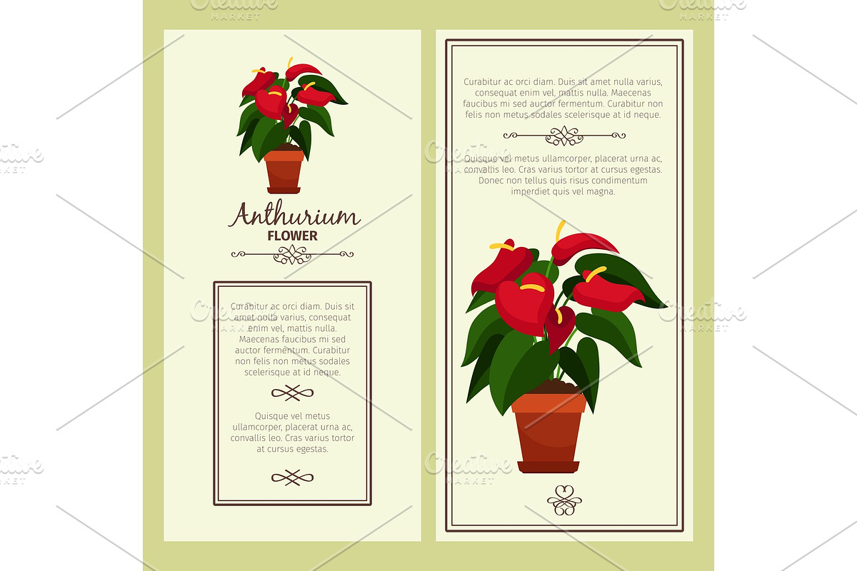 Anthurium flower in pot banners in Illustrations - product preview 8