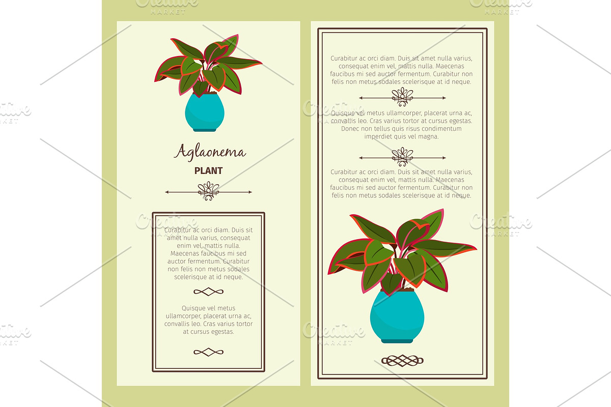 Greeting card with aglaonema plant in Illustrations - product preview 8