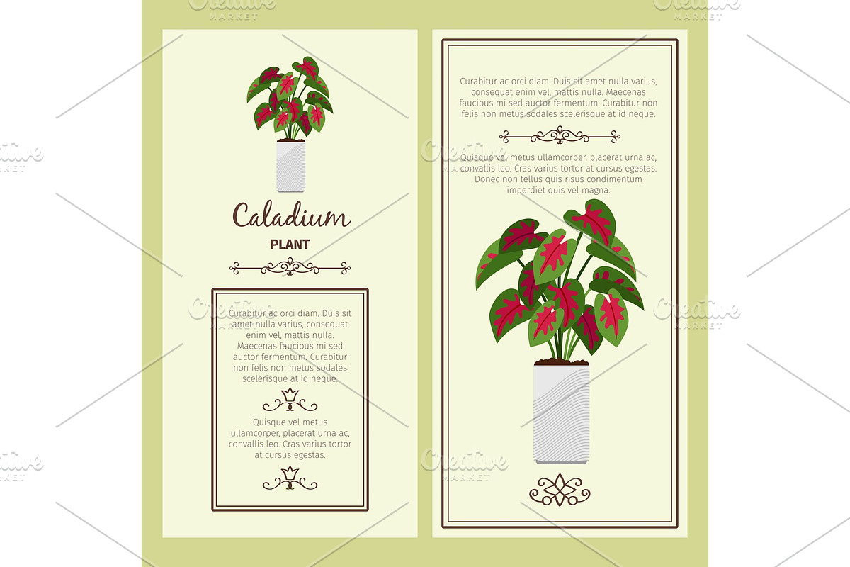 Greeting card with caladium plant in Illustrations - product preview 8