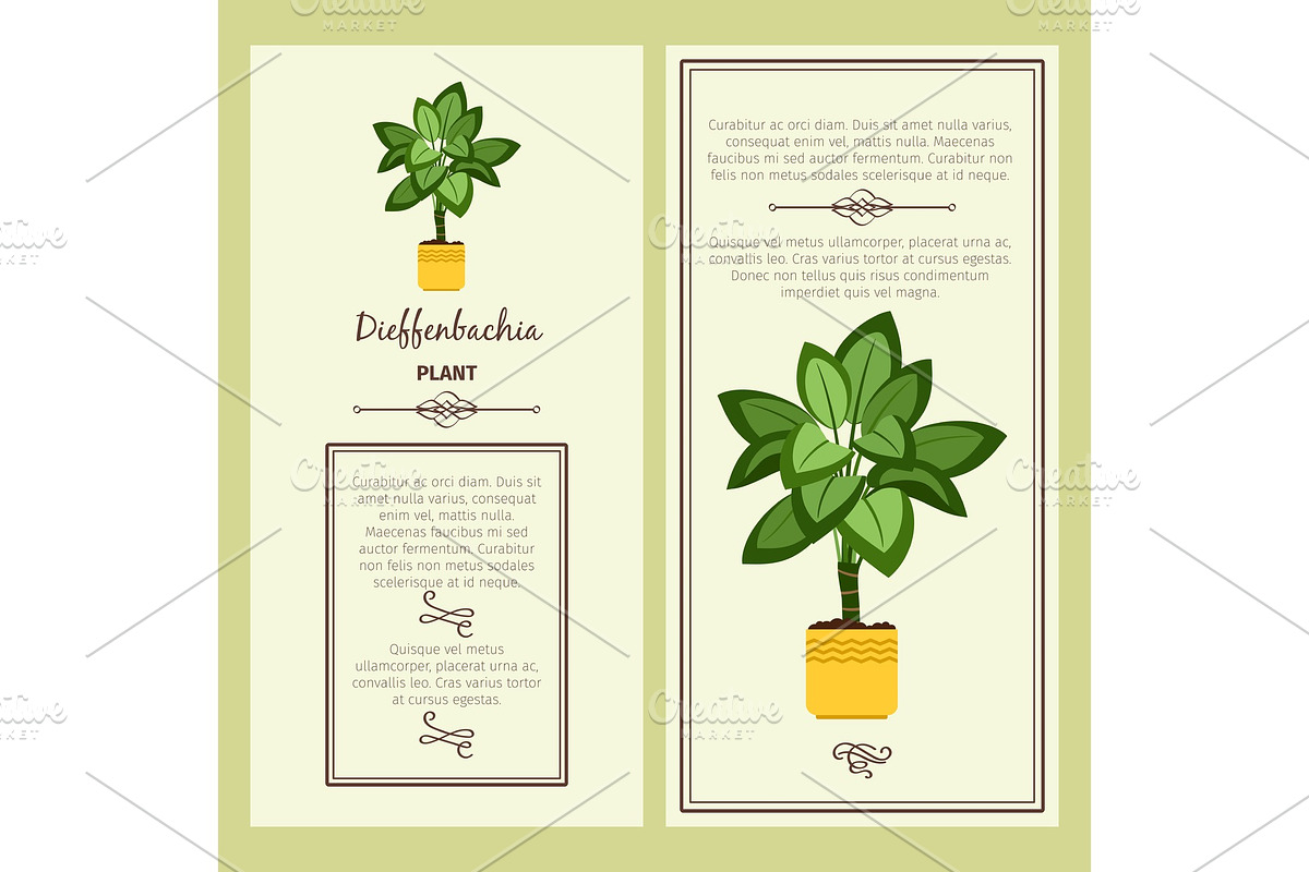 Greeting card with dieffenbachia plant in Illustrations - product preview 8