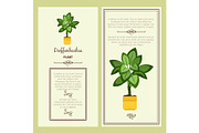 Greeting card with dieffenbachia plant