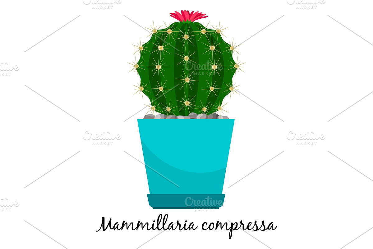 Mammillaria compressa cactus in pot in Illustrations - product preview 8