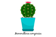 Mammillaria compressa cactus in pot