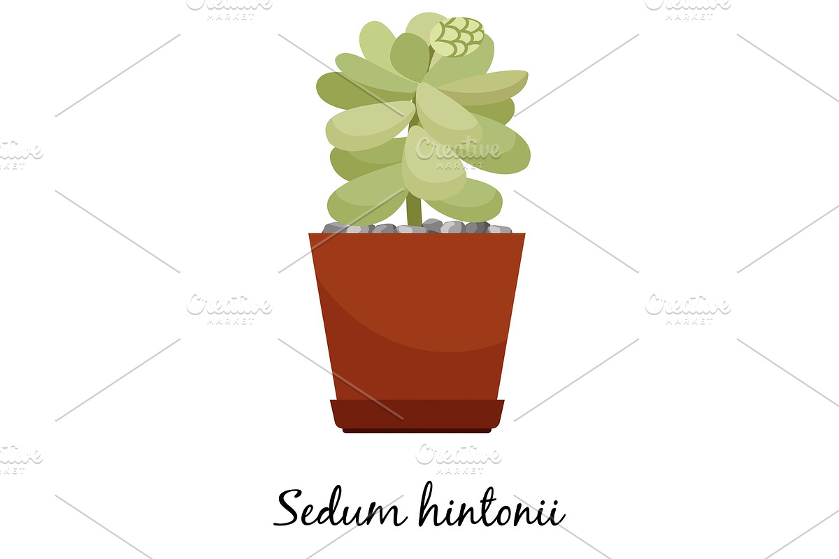 Sedum hintonii cactus in pot in Illustrations - product preview 8