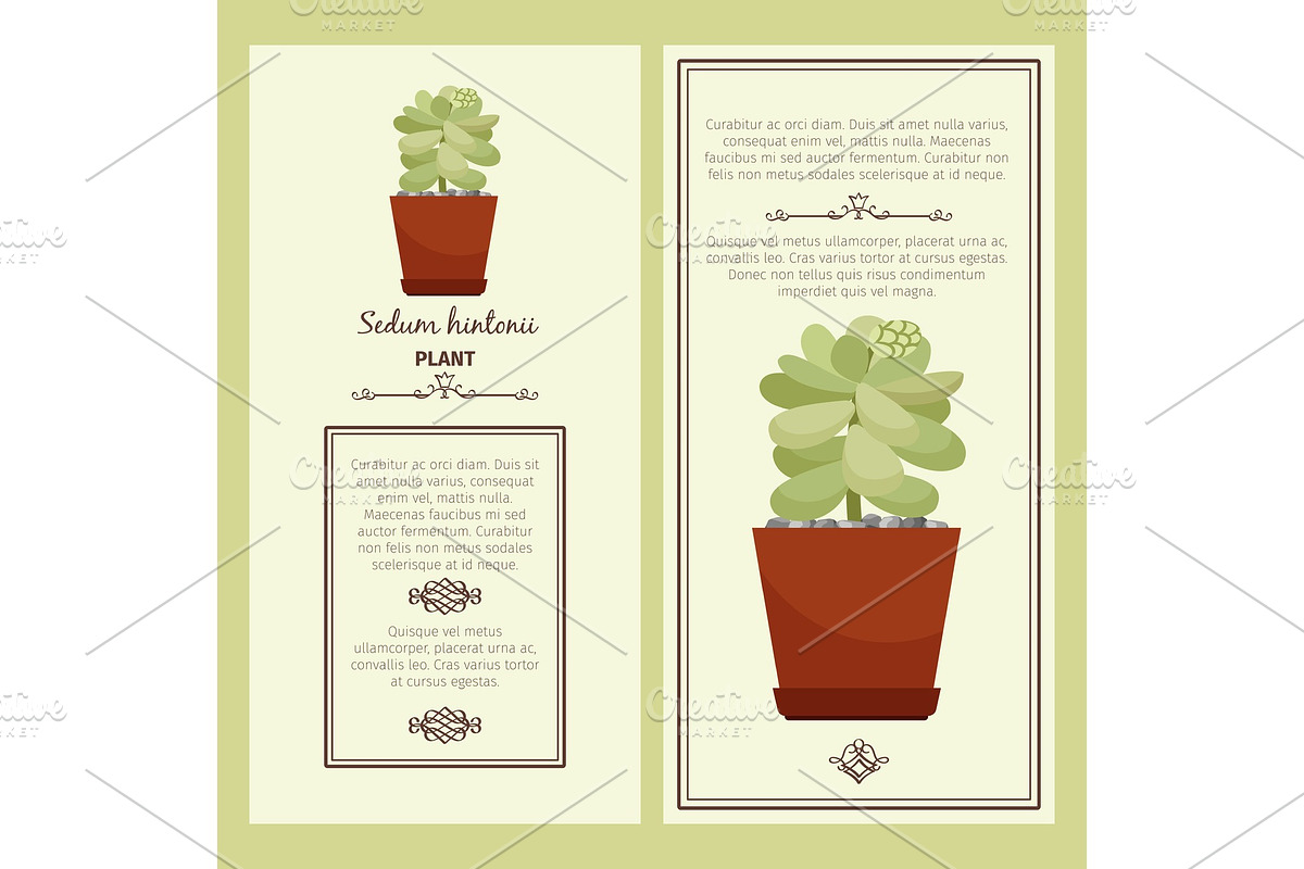 Greeting card with sedum hintonii plant in Illustrations - product preview 8