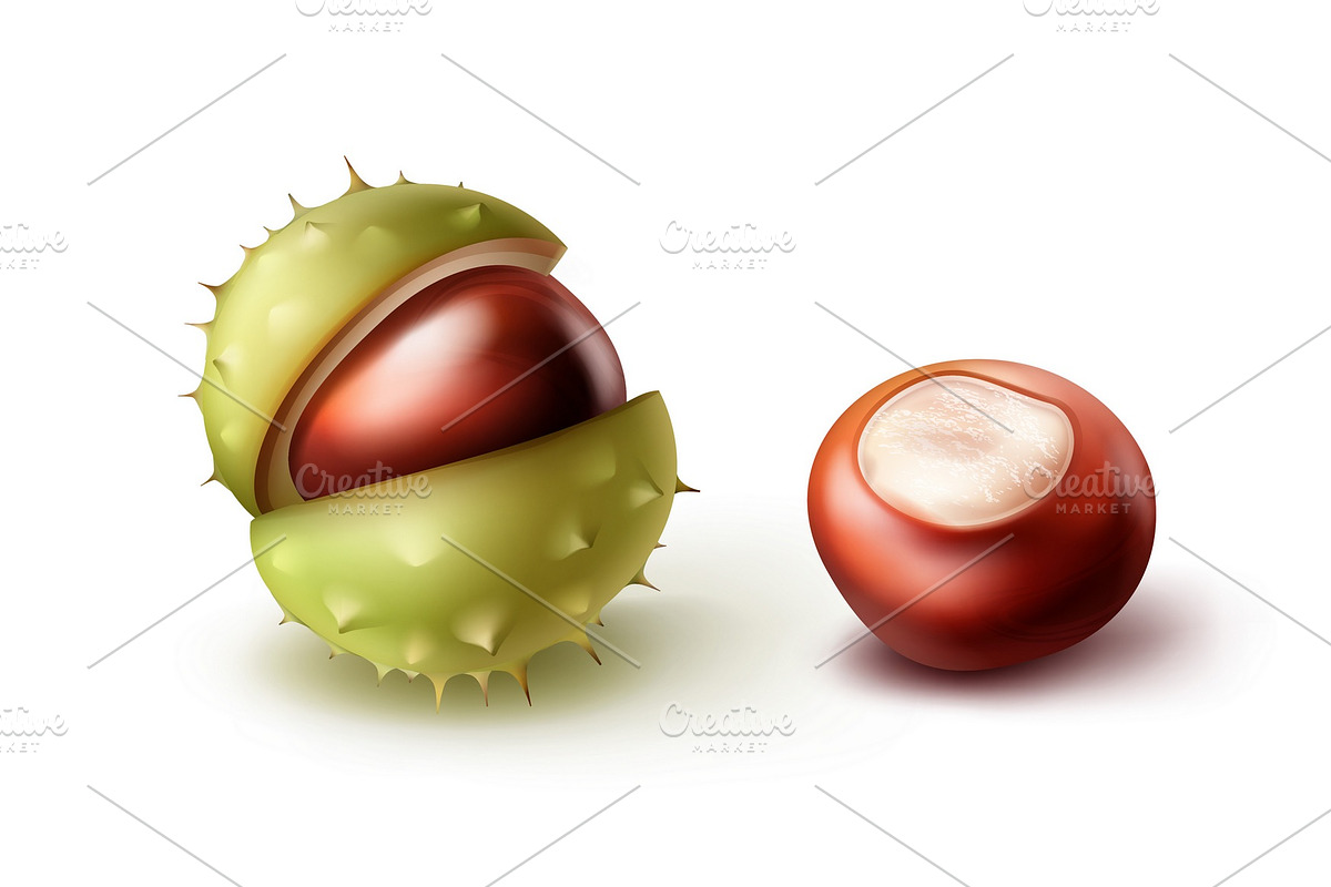 Two horse chestnuts in Illustrations - product preview 8