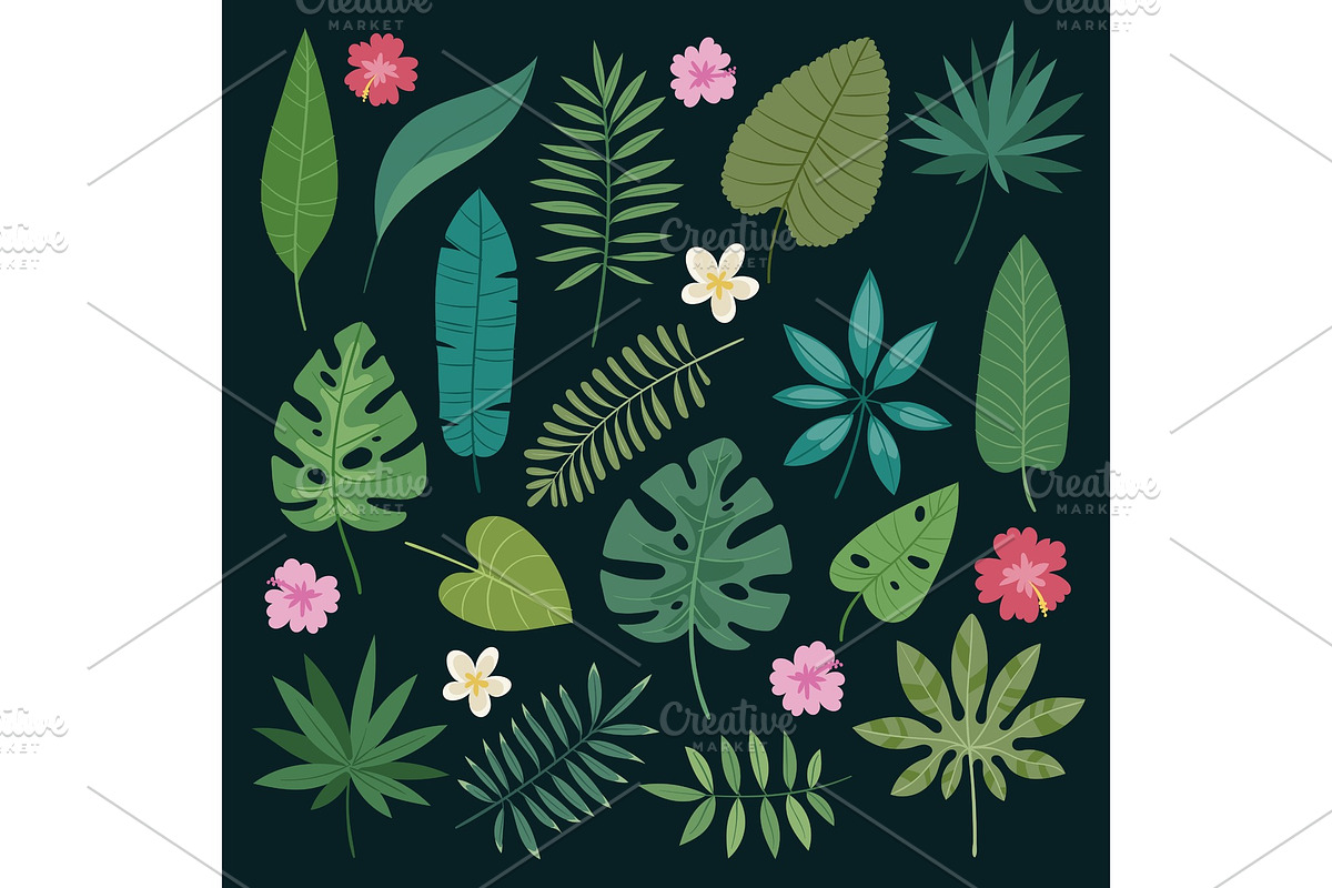 Tropical leaves flowers vector tropic hibiscus flowering plant and leaf foliage palm or banana tree in jungle exotic monstera and fern in summer isolated on background illustration in Illustrations - product preview 8