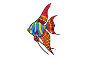 Isolated Freshwater angelfish aquarium fish