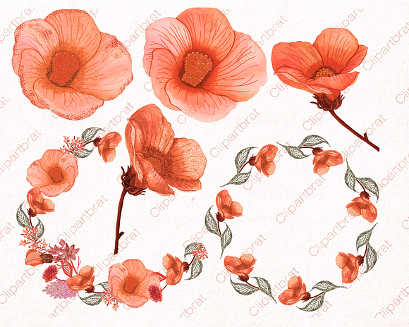Tropical Watercolor Floral Hibiscus in Illustrations - product preview 1