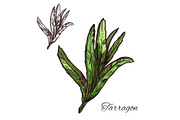 Tarragon, estragon green leaf sketch of spice herb