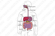 Human Digestive Gastrointestinal Tract Diagram
