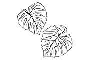 Monstera tropical leaf plant sketch