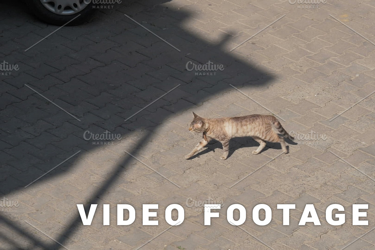 Cat walking on the street, Georgia in Graphics - product preview 8