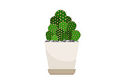 Cactus house plant in white flower pot