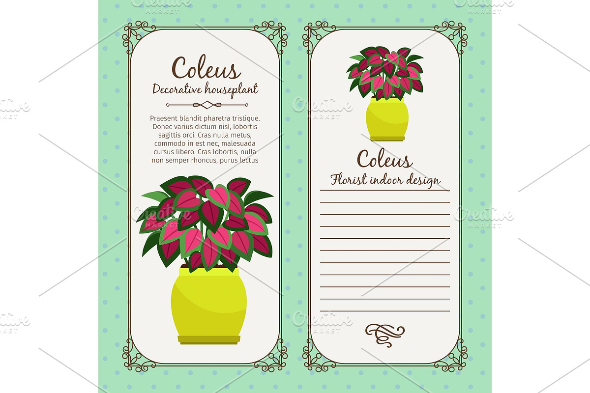 Vintage label with coleus plant in Illustrations - product preview 8