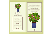 Fuchsia flower in pot banners