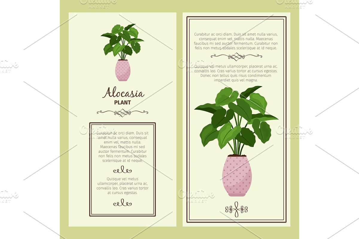 Greeting card with alocasia planton in Illustrations - product preview 8
