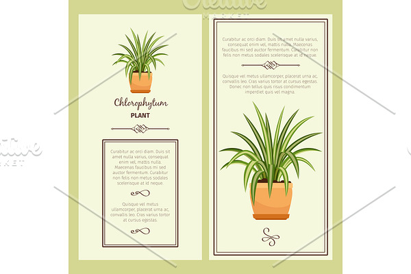Greeting card with chlorophytum plant