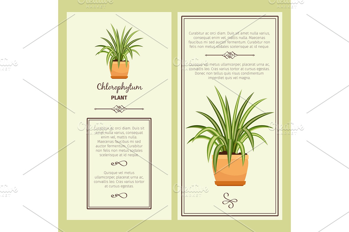 Greeting card with chlorophytum plant in Illustrations - product preview 8