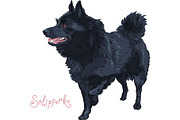 Color sketch black dog Schipperke breed
