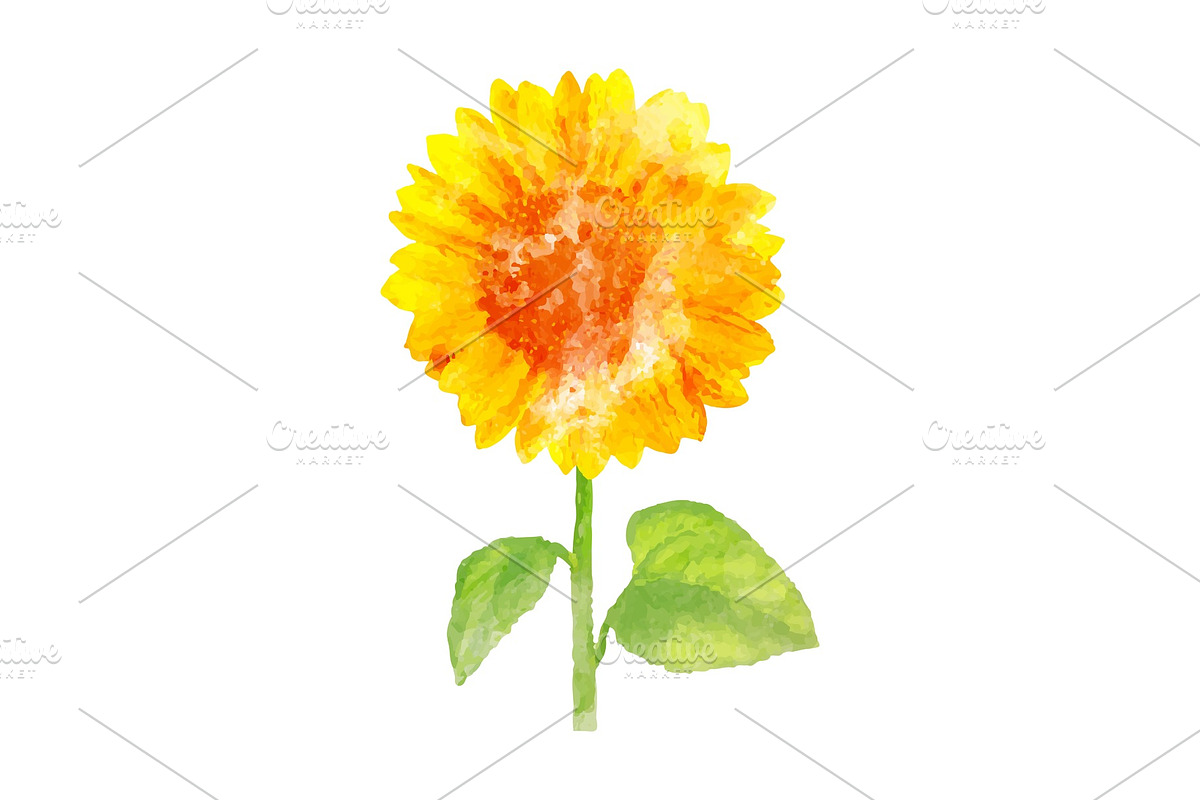 Watercolor sunflower on white in Illustrations - product preview 8