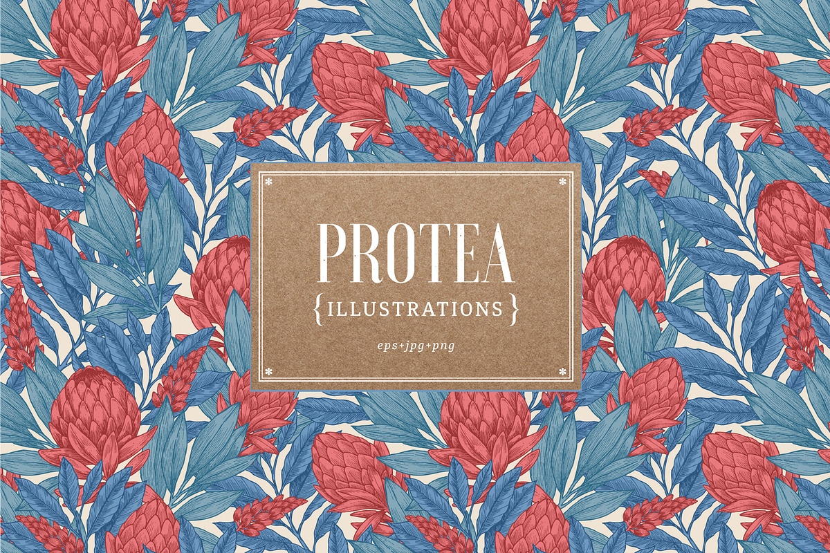 Protea illustrations in Illustrations - product preview 8