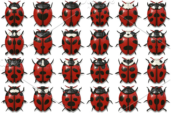 10 Beetle Collection Backgrounds in Textures - product preview 4