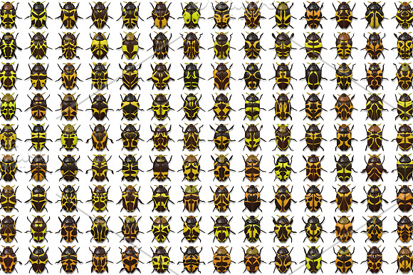 10 Beetle Collection Backgrounds in Textures - product preview 11