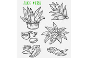 Aloe vera plant sketch, skincare, cosmetic plant