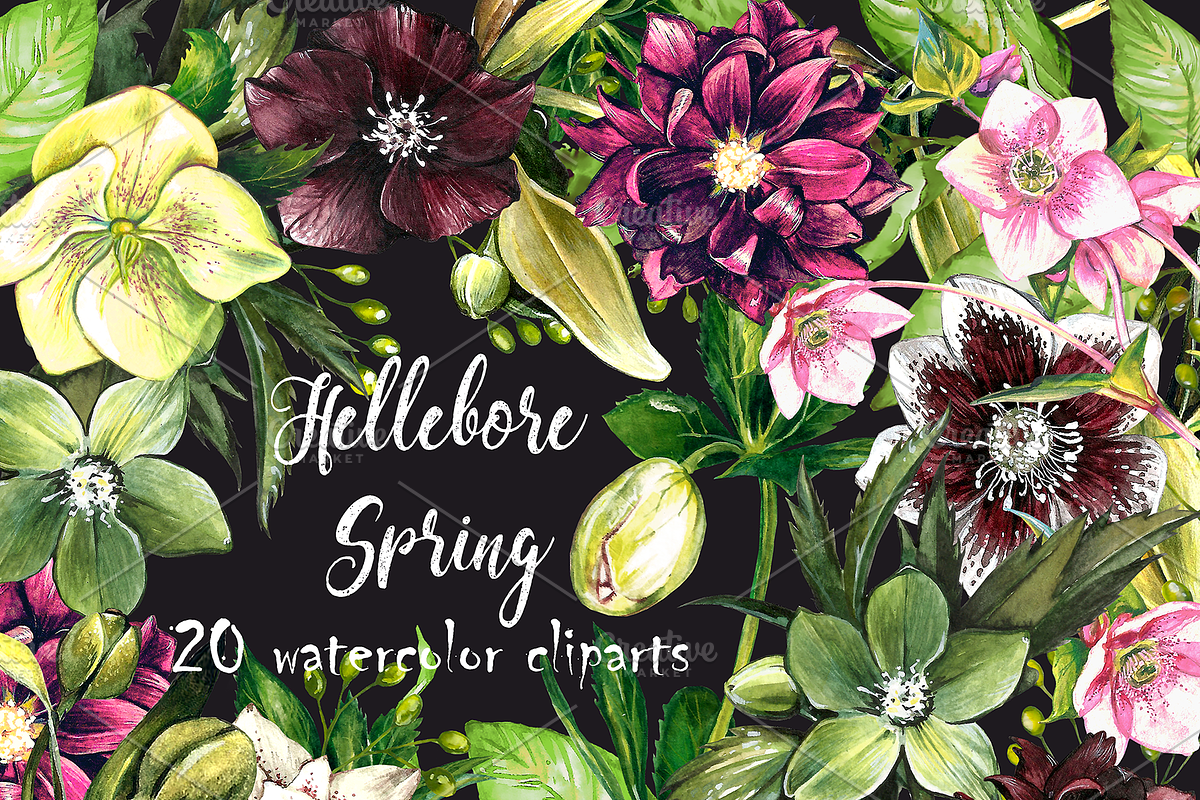 Hellebore set 20 watercolor clipart in Illustrations - product preview 8