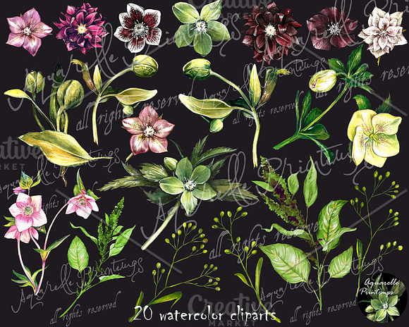 Hellebore set 20 watercolor clipart in Illustrations - product preview 1