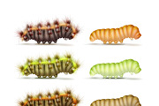 Set of caterpillars