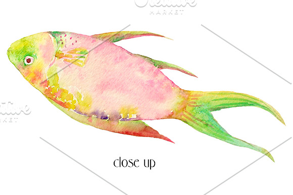 Watercolor Clipart Tropical Fish in Illustrations - product preview 1