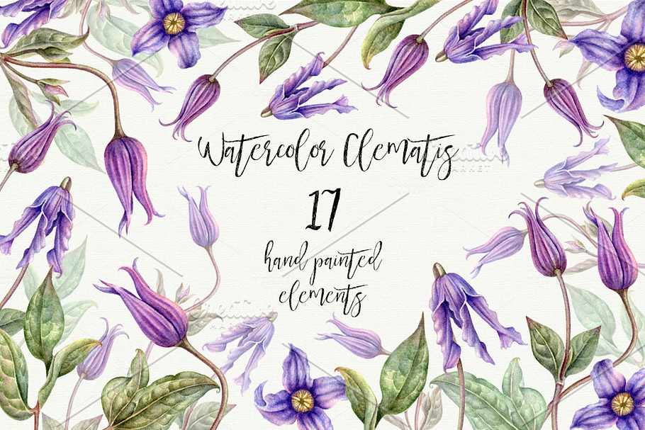 Watercolor botanical png. Clematis in Illustrations - product preview 8