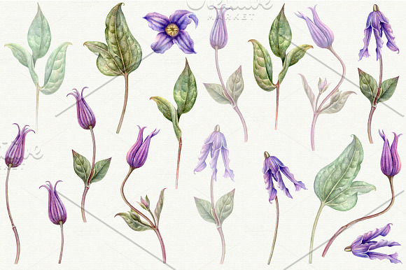 Watercolor botanical png. Clematis in Illustrations - product preview 2