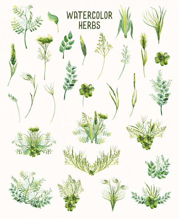 Watercolor Herbs Vol.2 in Illustrations - product preview 3